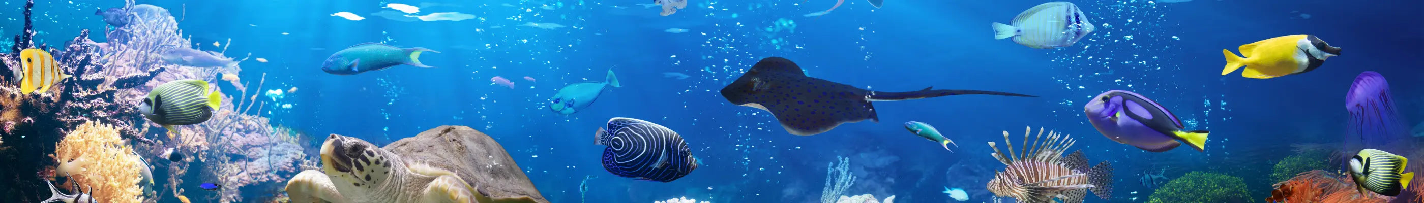 Fish-Supplies Petszapp