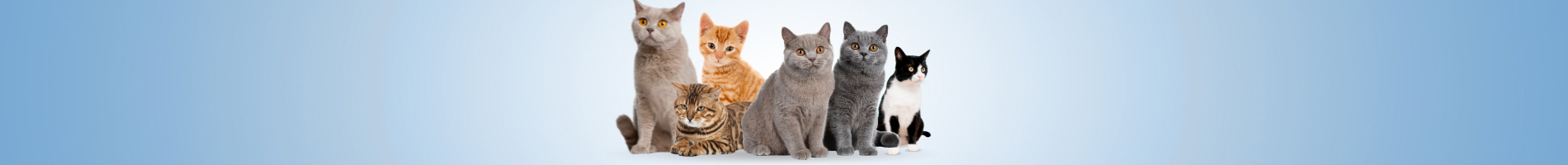 Dry-Cat-Food Petszapp