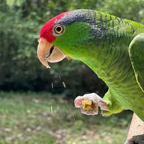 HARRISON BIRD POWER TREAT 1LB HARRISON'S BIRD FOODS