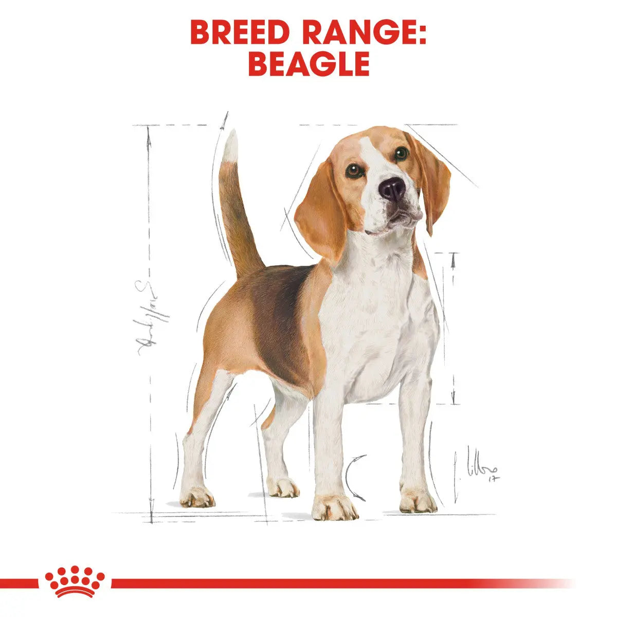 ROYAL CANIN BREED HEALTH NUTRITION BEAGLE ADULT 3 KG Royal Canin