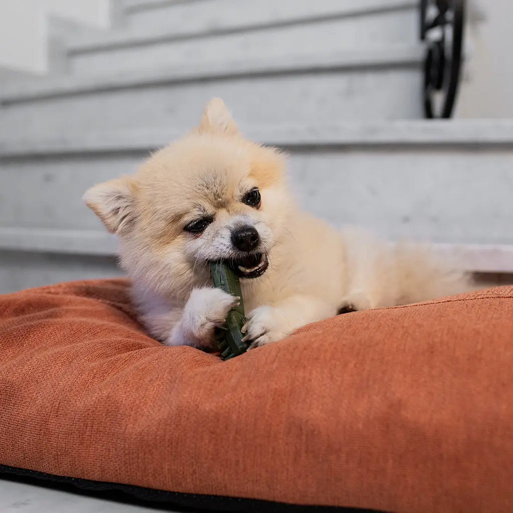 DUVO+ GARDEN BITES TOBY TOOTHBRUSH Duvo+