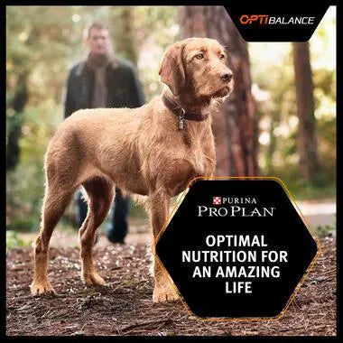 PURINA® PRO PLAN® DOG LARGE ROBUST ADULT WITH OPTIBALANCE™ RICH IN CHICKEN DRY FOOD 14KG PetFit.ae