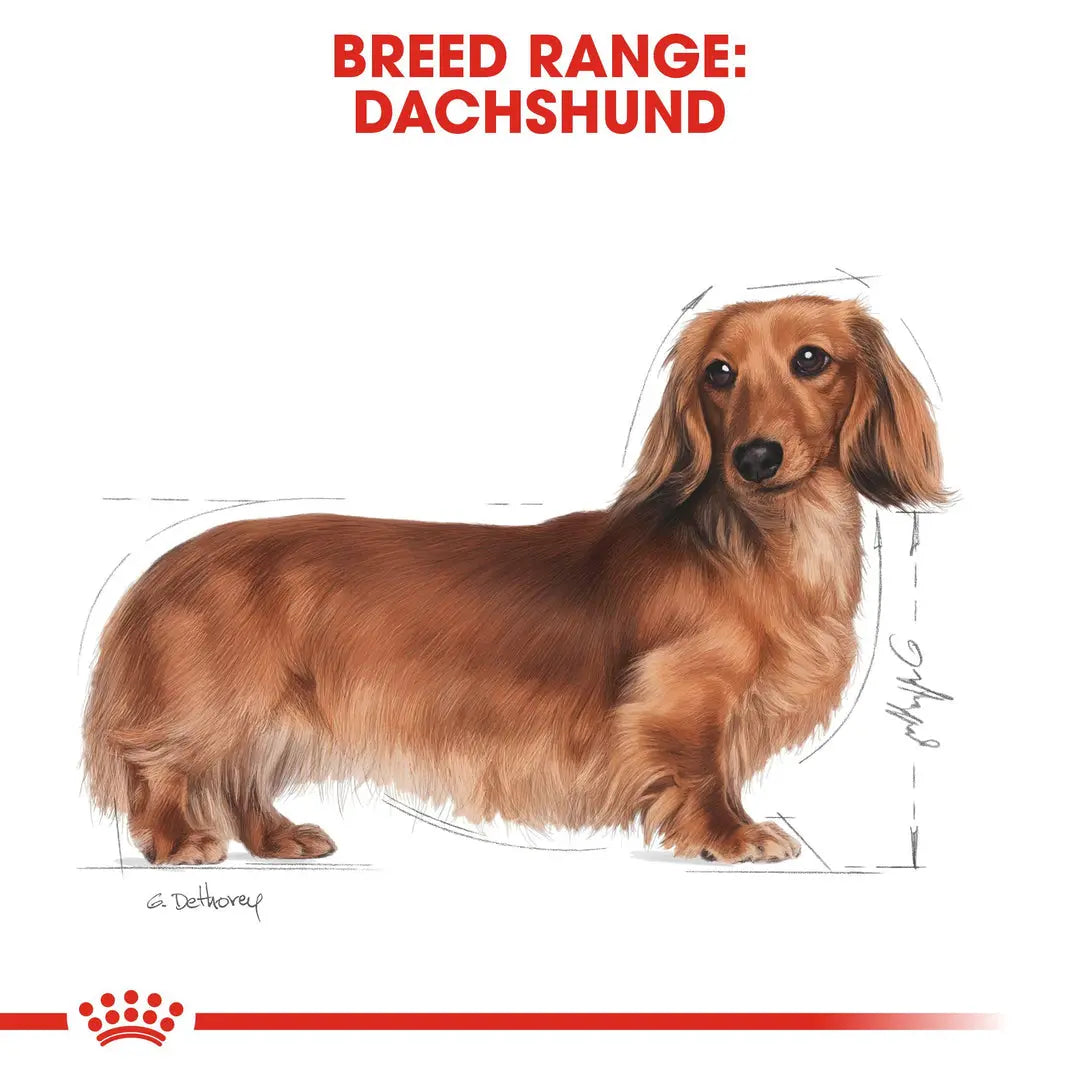 ROYAL CANIN BREED HEALTH NUTRITION DACHSHUND ADULT 1.5 KG Royal Canin