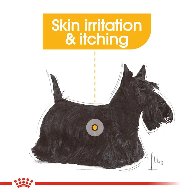 ROYAL CANIN CANINE CARE NUTRITION DERMACOMFORT WET FOOD POUCH, 85G Royal Canin
