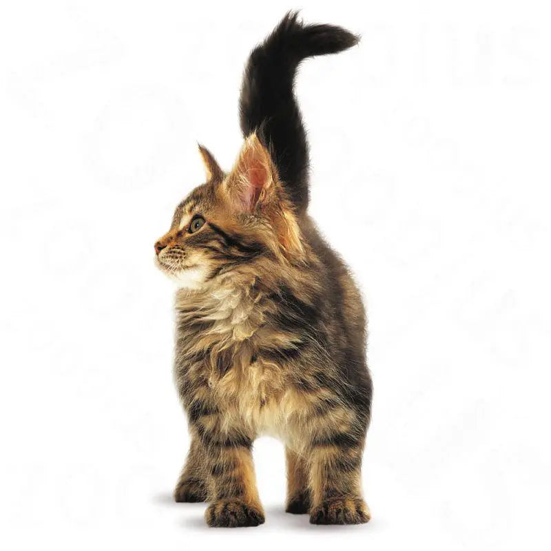 ROYAL CANIN FELINE BREED NUTRITION MAINE COON KITTEN 2 KG Royal Canin