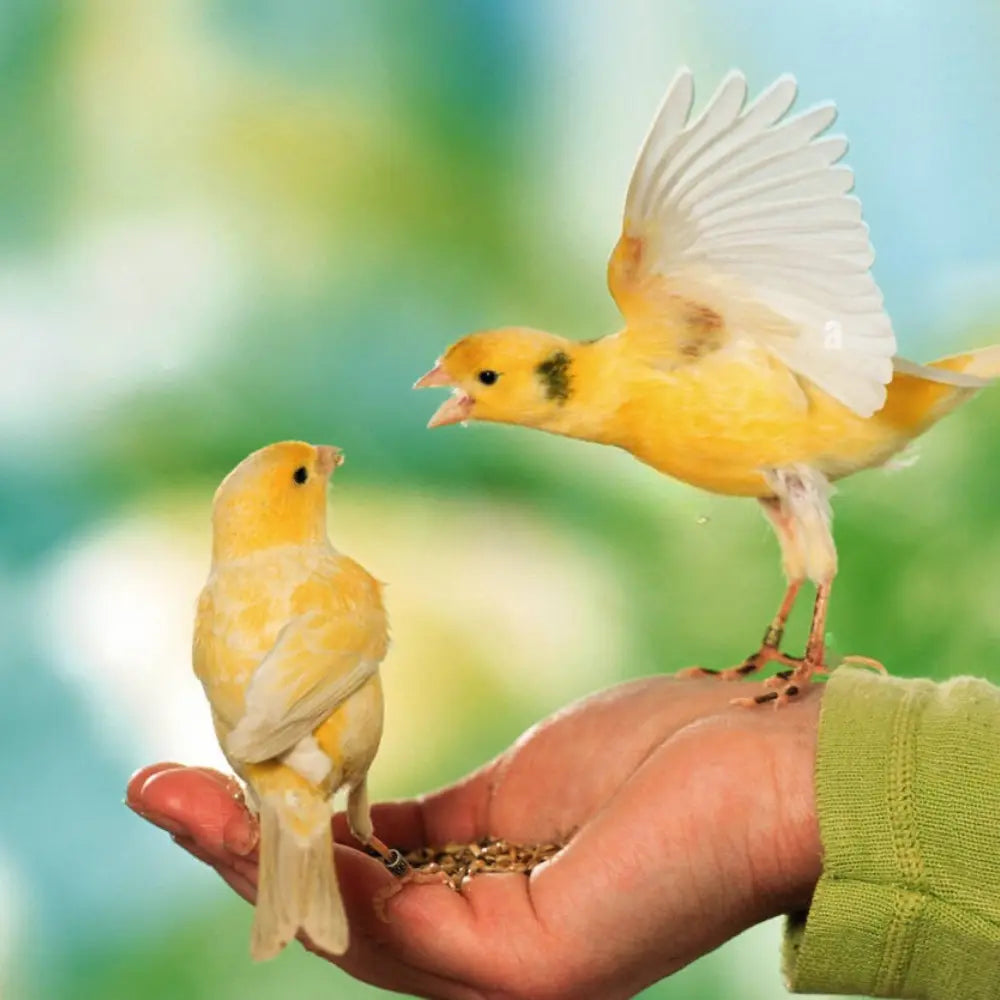 VOLO SEEDY CANARY MIX VOLO