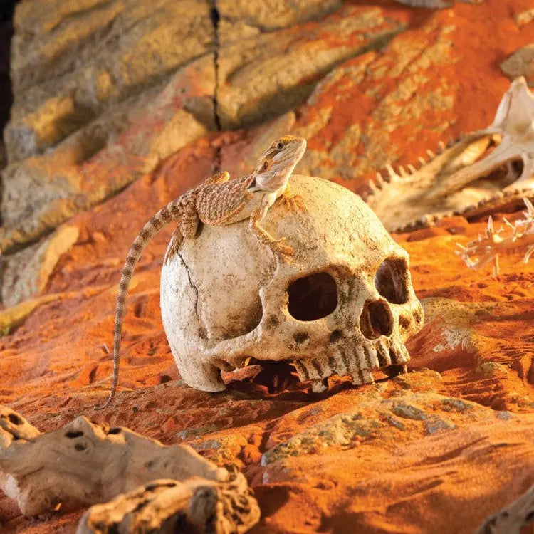 EXO TERRA PRIMATE SKULL EXO TERRA